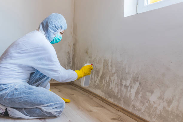 Mold Remediation specialist working in Dorr