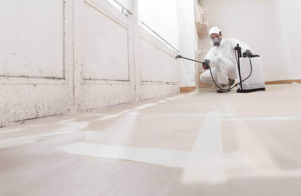 Black mold remediation team in Dorr