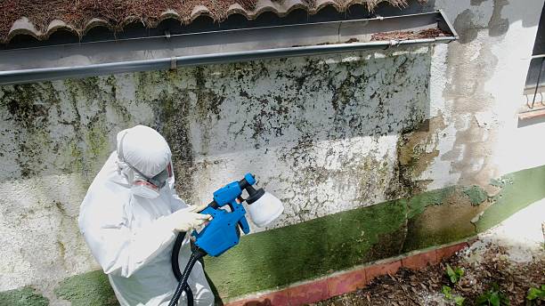 Mold Remediation service in Dorr, Dorr, MI